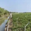 Hot! Bán đất ruộng đã lên líp trồng rau 2.000m2, có sổ, tưới tự động, Gò Công Đông, Tiền Giang - Ảnh thu nhỏ 5