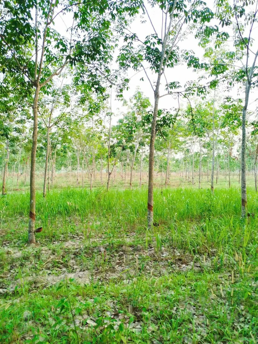Bán đất 8,4 công có cao su Tân Biên An Giang 820 triệu - Ảnh thu nhỏ 5