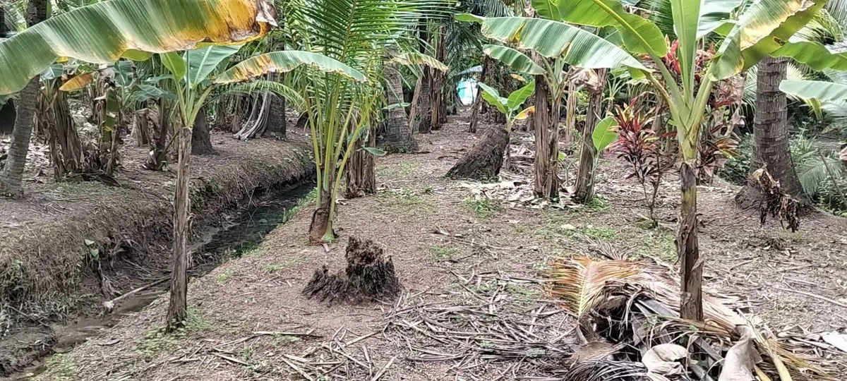 Bán 1000m² đất Phường Phú Tân, Bến Tre, 750 triệu - Ảnh thu nhỏ 3