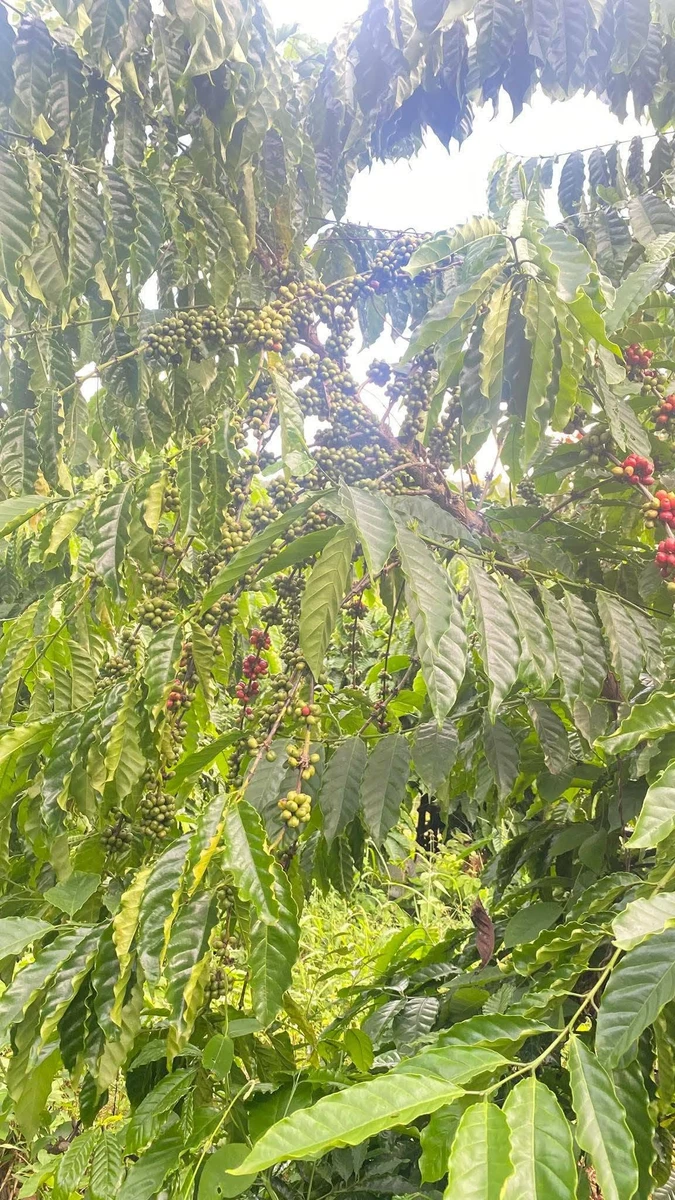 Bán vườn cà phê 1,7 ha Chư Prong Gia Lai 2,1 tỷ - Ảnh thu nhỏ 2