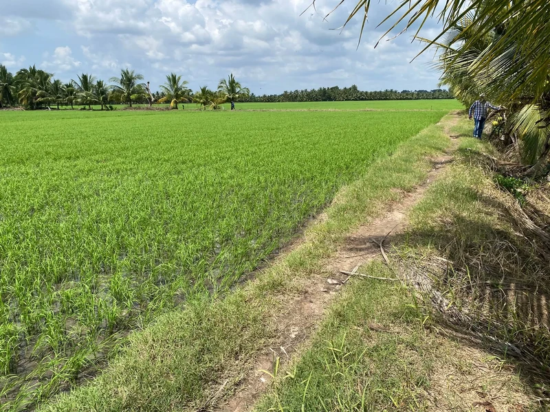 Bán đất ruộng 8.5 công, mặt tiền kinh, Phong Thạnh, Vĩnh Long