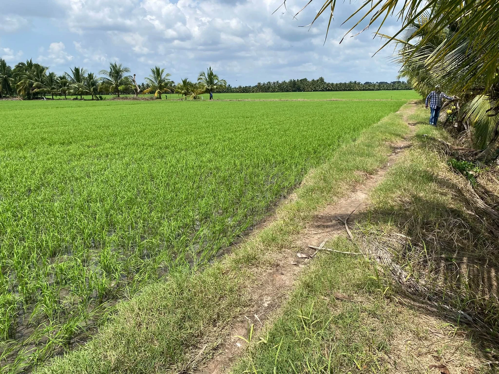 Bán đất ruộng 8.5 công, mặt tiền kinh, Phong Thạnh, Vĩnh Long - Ảnh 1