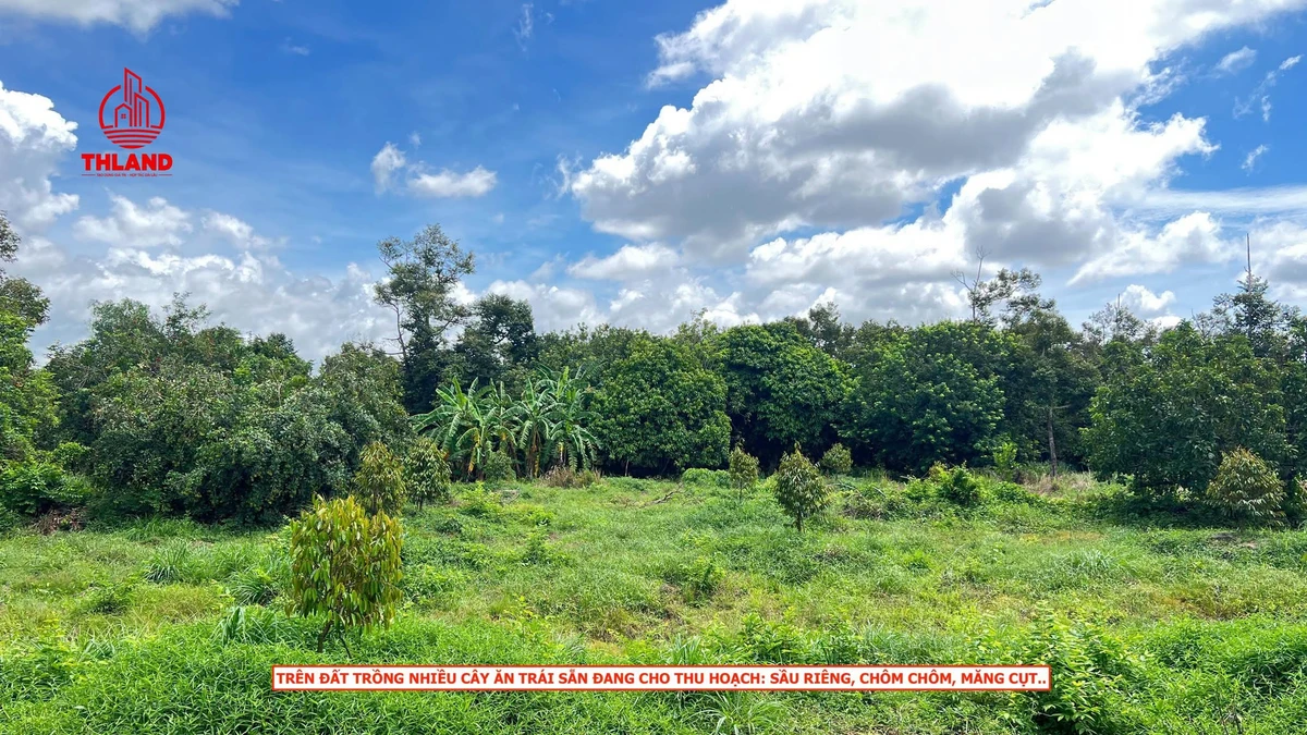 Bán đất vườn 13.372m² Hiệp Thạnh Tây Ninh 25 tỷ - Ảnh thu nhỏ 2