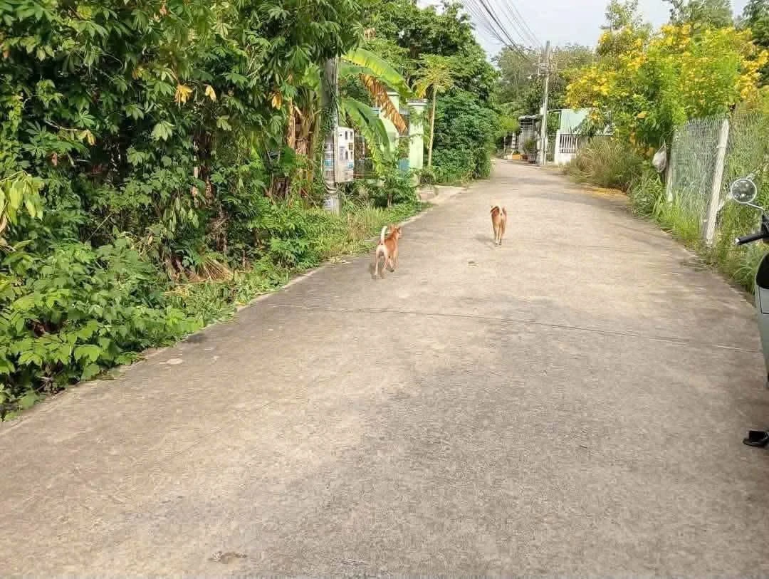 Bán đất thổ cư 100m2 đường nhánh Bà 39, Phú An giá 1,45 tỷ - Ảnh thu nhỏ 3