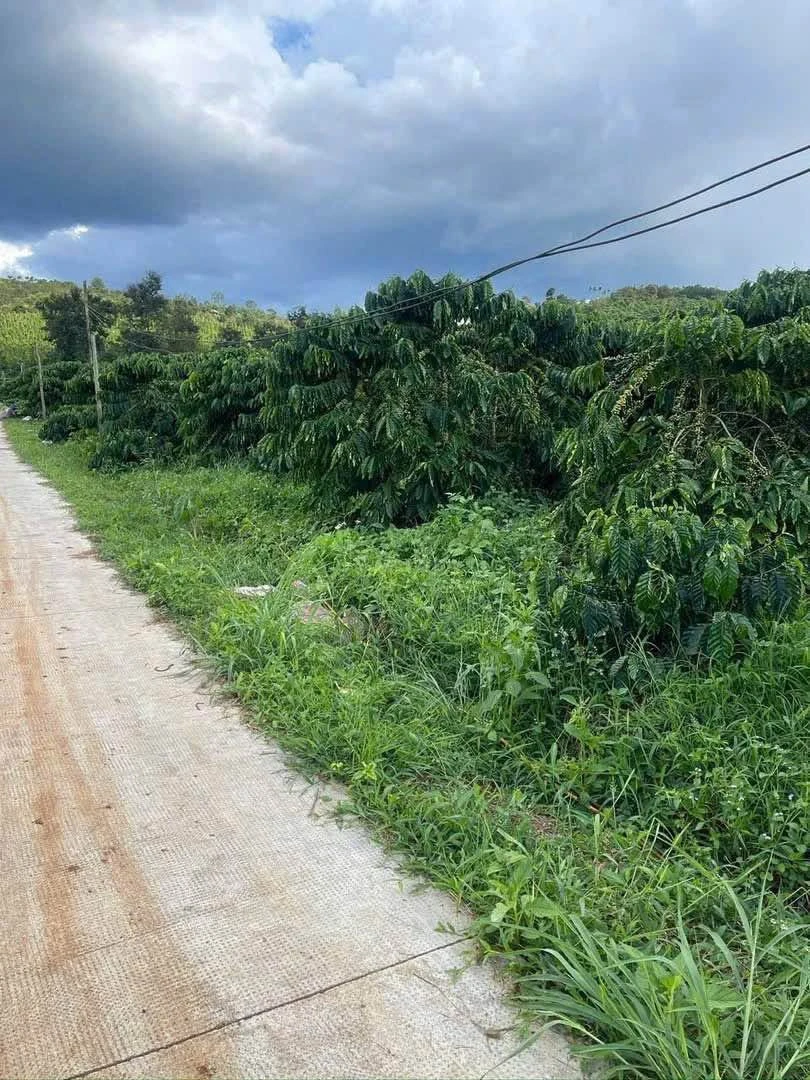 Bán rẫy cà phê 2,5ha ở Gia Nghĩa, Đắk Nông, giá 5 tỷ - Ảnh thu nhỏ 5