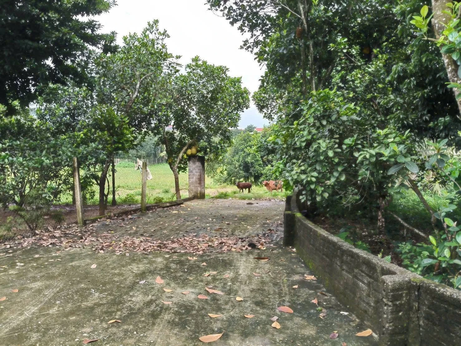 Bán đất nghỉ dưỡng Ba Vì 1.339m² chỉ 2 tỷ - Ảnh 1