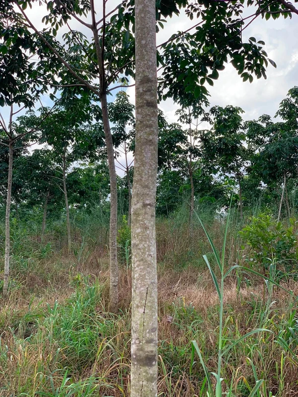 Bán gần 2ha đất vườn cao su non, 25m mặt tiền đường ô tô, giá 2,1 tỷ tại Phú Trung, Bình Phước