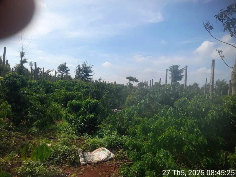 Bán lô đất cà phê 1,1ha Buôn Đôn Đắk Lắk