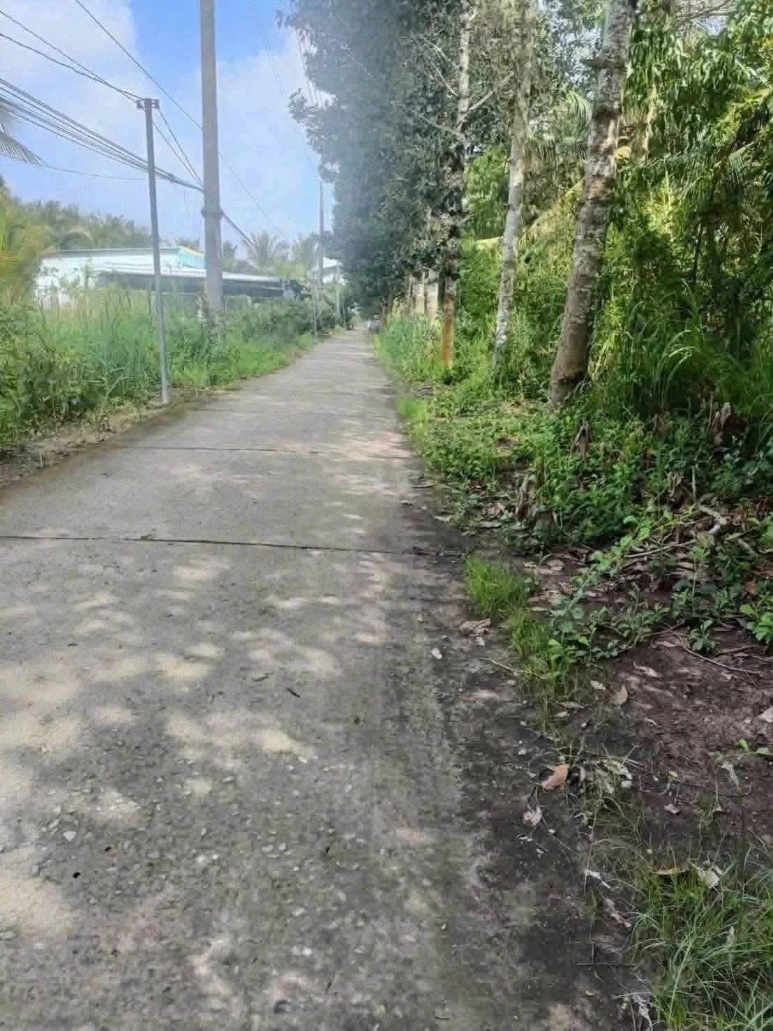 Bán vườn dừa 12 công (1,2 mẫu) có 200m2 thổ cư, tặng nhà cấp 4 tại Châu Bình, Giồng Trôm, Bến Tre - Ảnh 1
