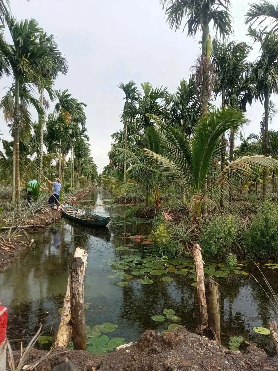Bán 9.9 công đất rẫy Cau Dừa Khóm, 1 tỷ 200 triệu - Ảnh thu nhỏ 4