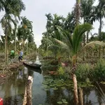 Bán 9.9 công đất rẫy Cau Dừa Khóm, 1 tỷ 200 triệu - Ảnh thu nhỏ 4