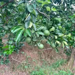 Bán vườn bưởi sầu riêng 5.339m² Nhuận Phú Tân Vĩnh Long - Ảnh thu nhỏ 2