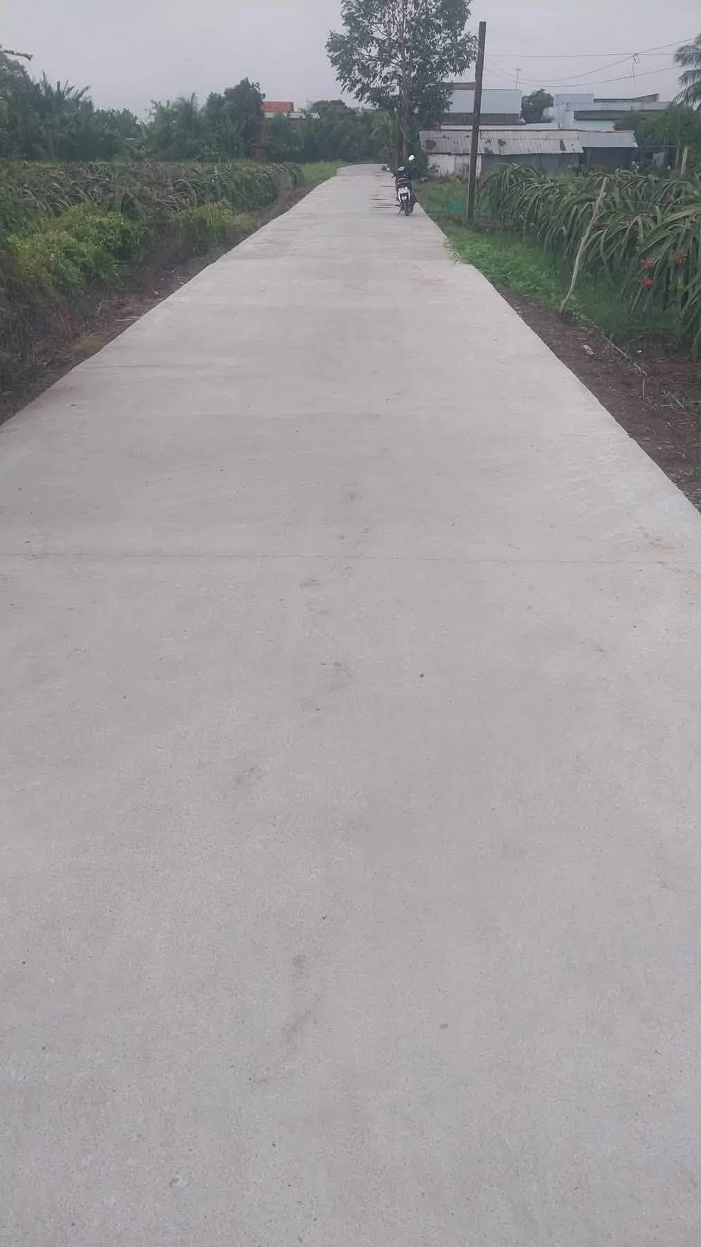Bán gấp 1000m² đất lúa Thuận Mỹ, Châu Thành, Long An - 550 triệu - Ảnh 1