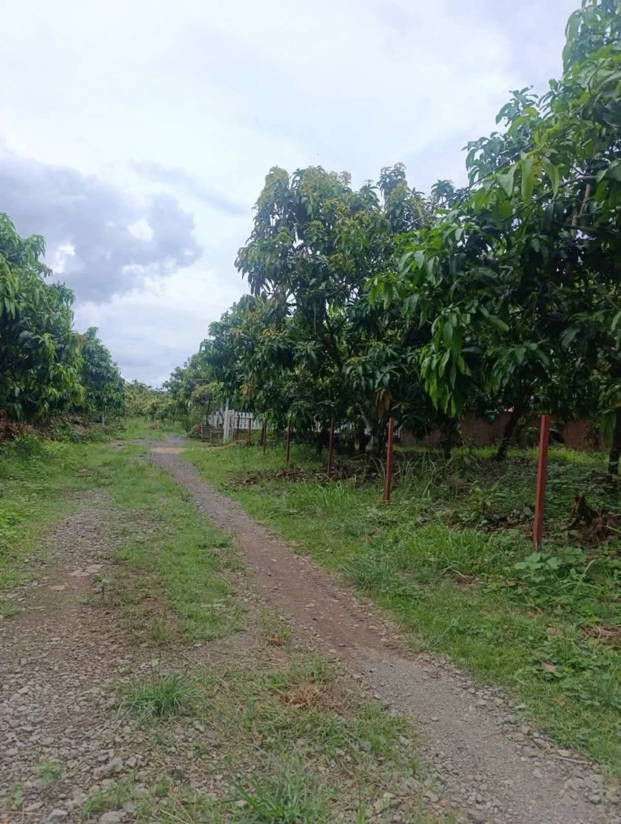 Bán đất vườn xoài 1.155m² gần sông La Ngà, Bình Dương - Ảnh thu nhỏ 5