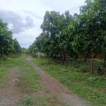 Bán đất vườn xoài 1.155m² gần sông La Ngà, Bình Dương - Ảnh thu nhỏ 5