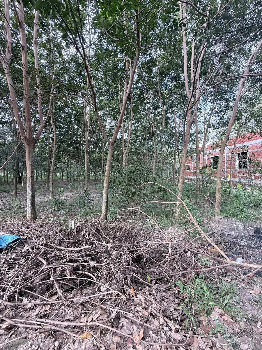 Bán đất Tân Bình 185m2 1.7 tỷ Bình Mỹ Vĩnh Tân - Ảnh 1