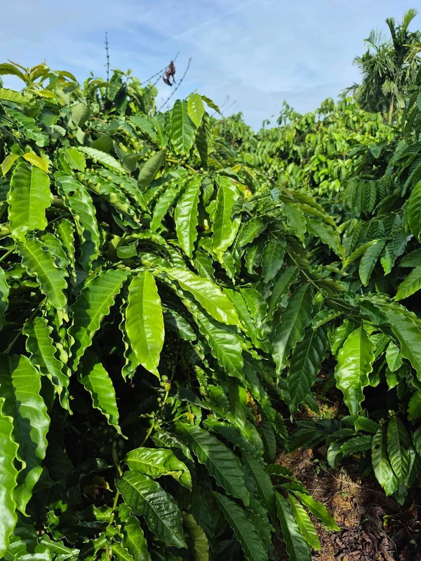 Bán đất vườn cà phê, tiêu 1,2 ha có 2 ao hồ tại xã Long Sơn, Đắk Mil, Đắk Nông