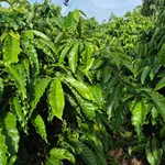 Bán đất vườn cà phê, tiêu 1,2 ha có 2 ao hồ tại xã Long Sơn, Đắk Mil, Đắk Nông - Ảnh thu nhỏ 1