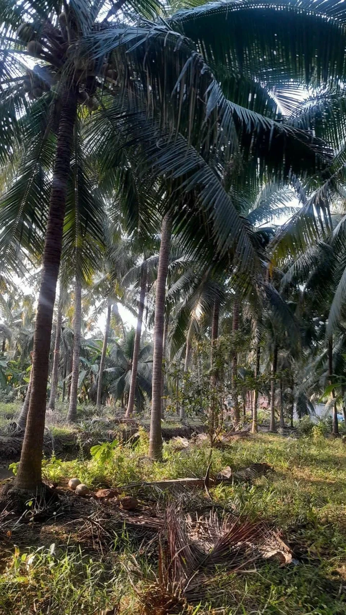 Bán đất vườn dừa 1500m2 mặt tiền lộ hoa tại Thành An, Mỏ Cày Bắc, Bến Tre - Ảnh thu nhỏ 4