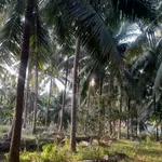 Bán đất vườn dừa 1500m2 mặt tiền lộ hoa tại Thành An, Mỏ Cày Bắc, Bến Tre - Ảnh thu nhỏ 4