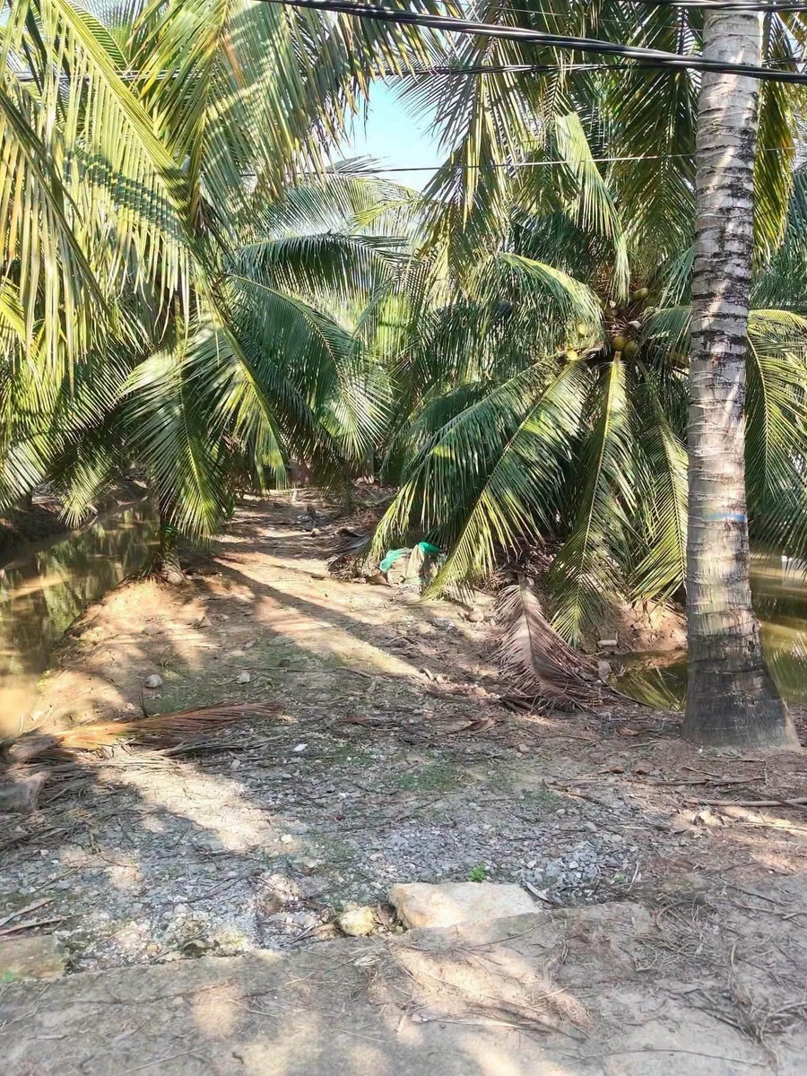 Bán đất vườn dừa mặt tiền 3.5m, 3575m² tại Bình Đại - Ảnh thu nhỏ 2