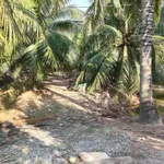 Bán đất vườn dừa mặt tiền 3.5m, 3575m² tại Bình Đại - Ảnh thu nhỏ 2