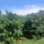 Bán đất 2,5ha Tuy Đức, Lâm Đồng, giá 6 tỷ - Ảnh thu nhỏ 2