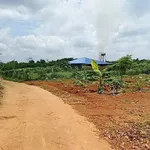 Đất bán Bù Đốp Bình Phước 1 sào 270 triệu - Ảnh thu nhỏ 2