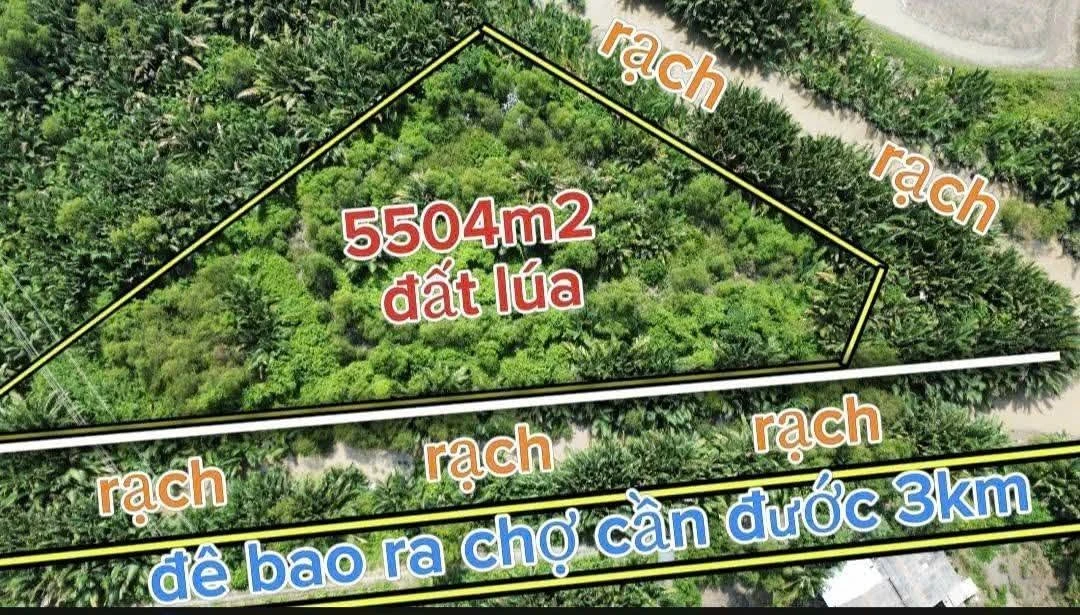 Bán lô đất 5504m2 mặt tiền đê bao Cần Dước - Ảnh thu nhỏ 3