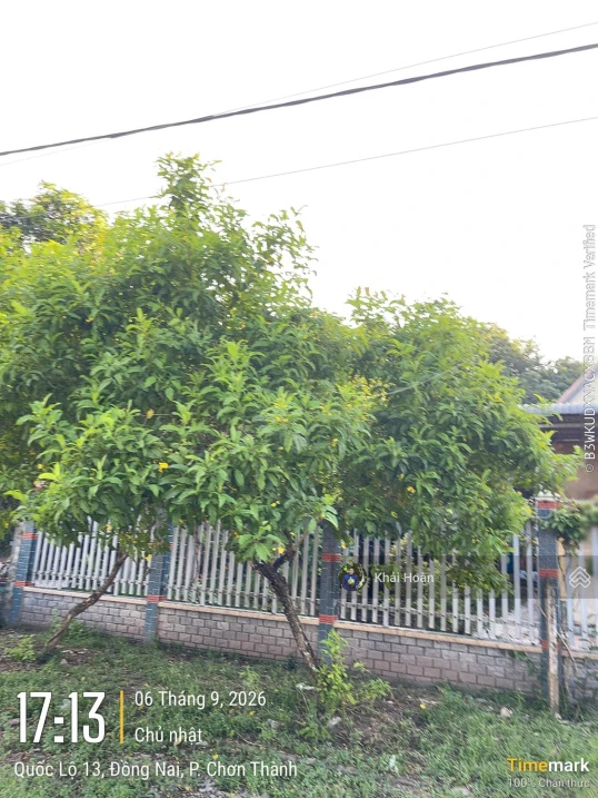 Chỉ 3 tỷ - 700m2 đất Quốc Lộ 13 - Chơn Thành Bình Phước, gần Trạm thu Phí, 7x100m LH: 0934 081 *** - Ảnh thu nhỏ 2