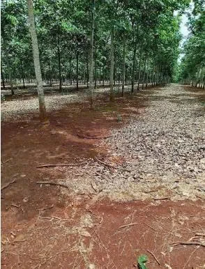 Bán 3.690m2 đất vườn Tân Khai, Đồng Nai, 100m2 thổ cư, cao su đang thu hoạch, đường nhựa 5m - Ảnh thu nhỏ 3