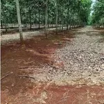 Bán 3.690m2 đất vườn Tân Khai, Đồng Nai, 100m2 thổ cư, cao su đang thu hoạch, đường nhựa 5m - Ảnh thu nhỏ 3