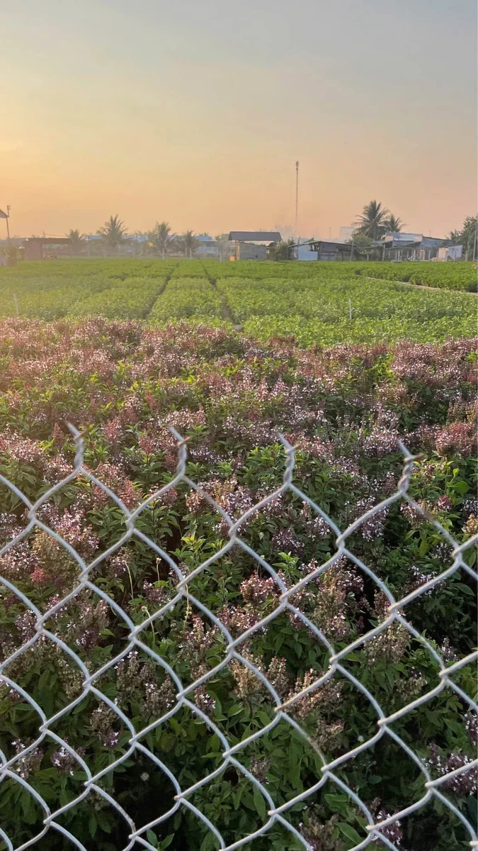 Bán đất vườn 1000m² Phan Rang 2 tỷ 370 - Ảnh 1