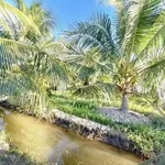 Bán đất vườn dừa xiêm 6000m² Lương Hòa Cần Giờ - Ảnh thu nhỏ 4