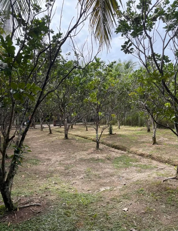 Bán lô đất vườn 1.541m² có thổ cư tại Bến Tre