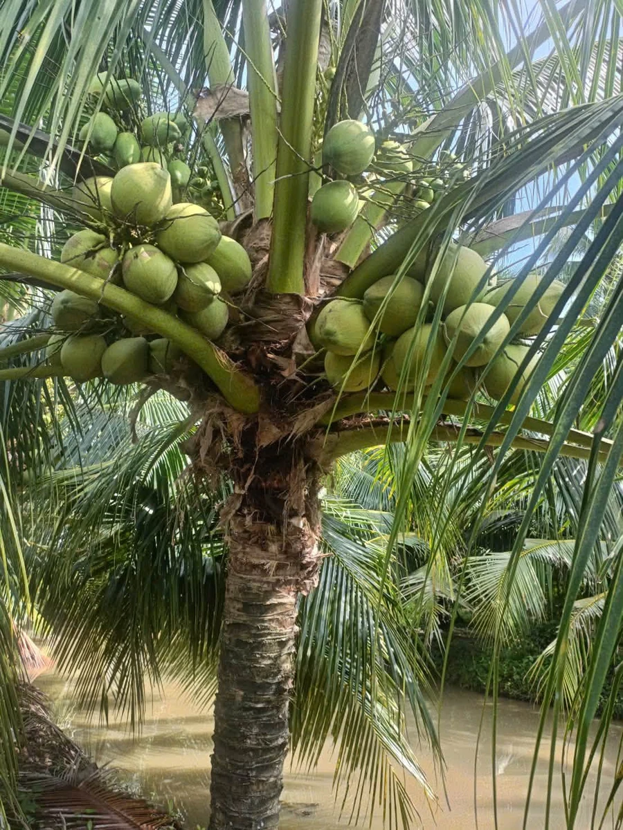 Bán 12 công đất dừa mặt tiền Đan Ngang, Nhà Bè - Ảnh thu nhỏ 5