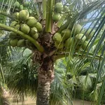 Bán 12 công đất dừa mặt tiền Đan Ngang, Nhà Bè - Ảnh thu nhỏ 5