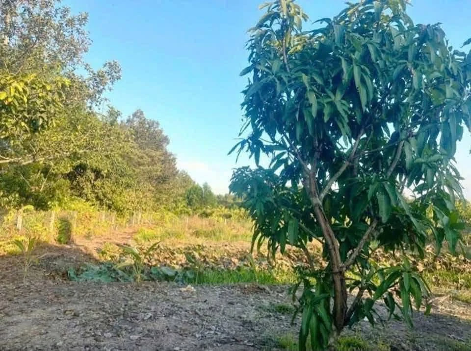 Bán lô đất 1.535m2 tặng nhà vườn An Điền 3 tỷ - Ảnh thu nhỏ 5