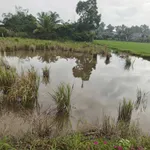 Bán đất thổ cư 171m2 Tân Trụ, Long An - Ảnh thu nhỏ 3