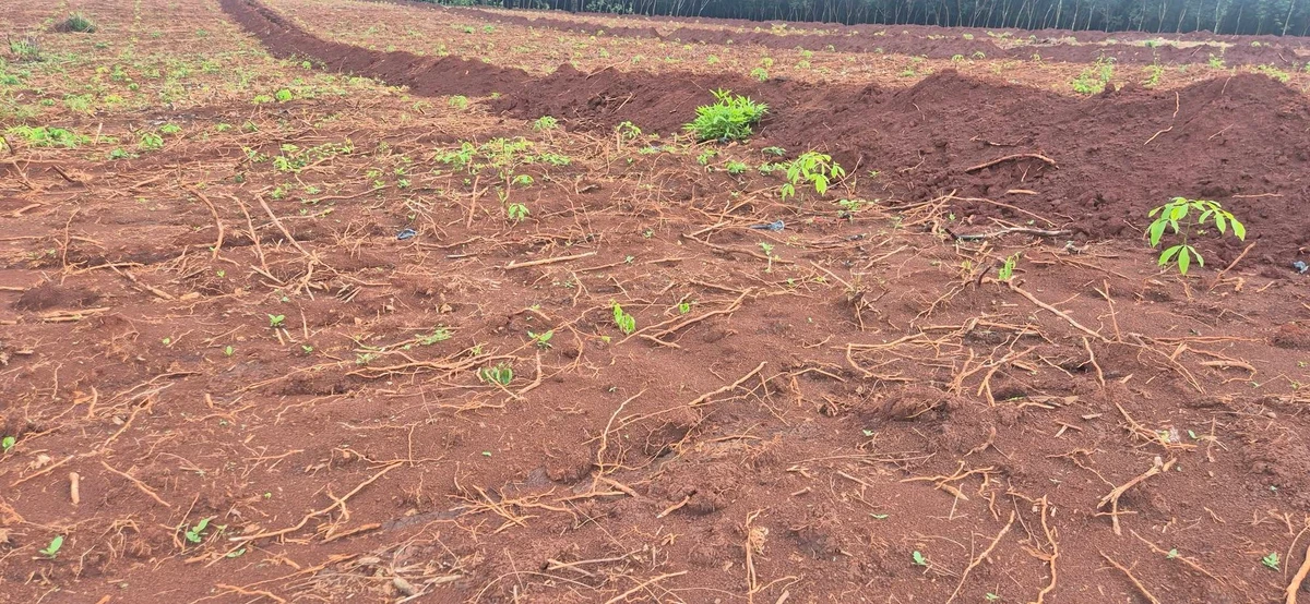 Bán 10ha đất đỏ bazan trồng cây công nghiệp, gần Đồng Xoài - Ảnh thu nhỏ 3