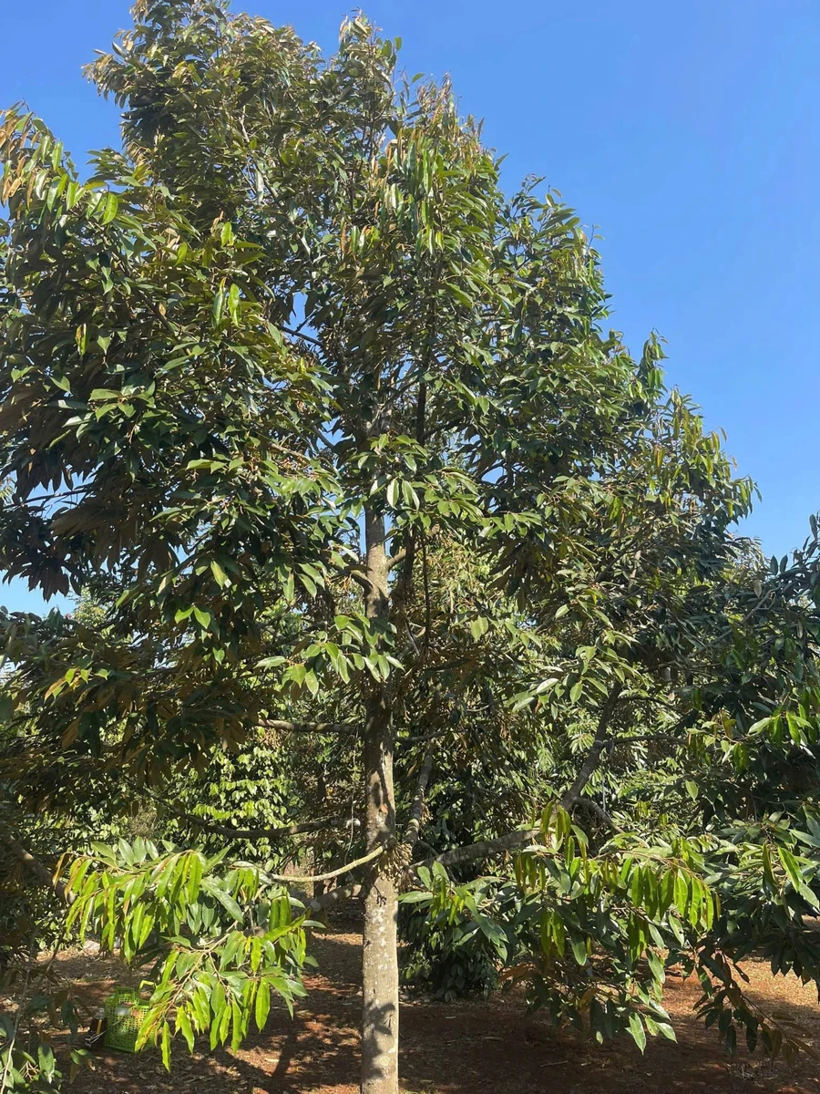 Bán đất vườn 2800m² Phường Tân An Nhà Bè, 5.5 tỷ - Ảnh thu nhỏ 3