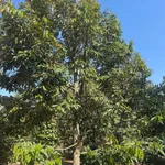 Bán đất vườn 2800m² Phường Tân An Nhà Bè, 5.5 tỷ - Ảnh thu nhỏ 3
