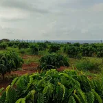 Bán 5 ha đất trồng cà phê sầu riêng Đắk Lắk - Ảnh thu nhỏ 1