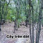 Bán hơn 5ha đất trồng rừng sản xuất giá 750 triệu tại Phường Phong Thái, Huế - Ảnh thu nhỏ 2