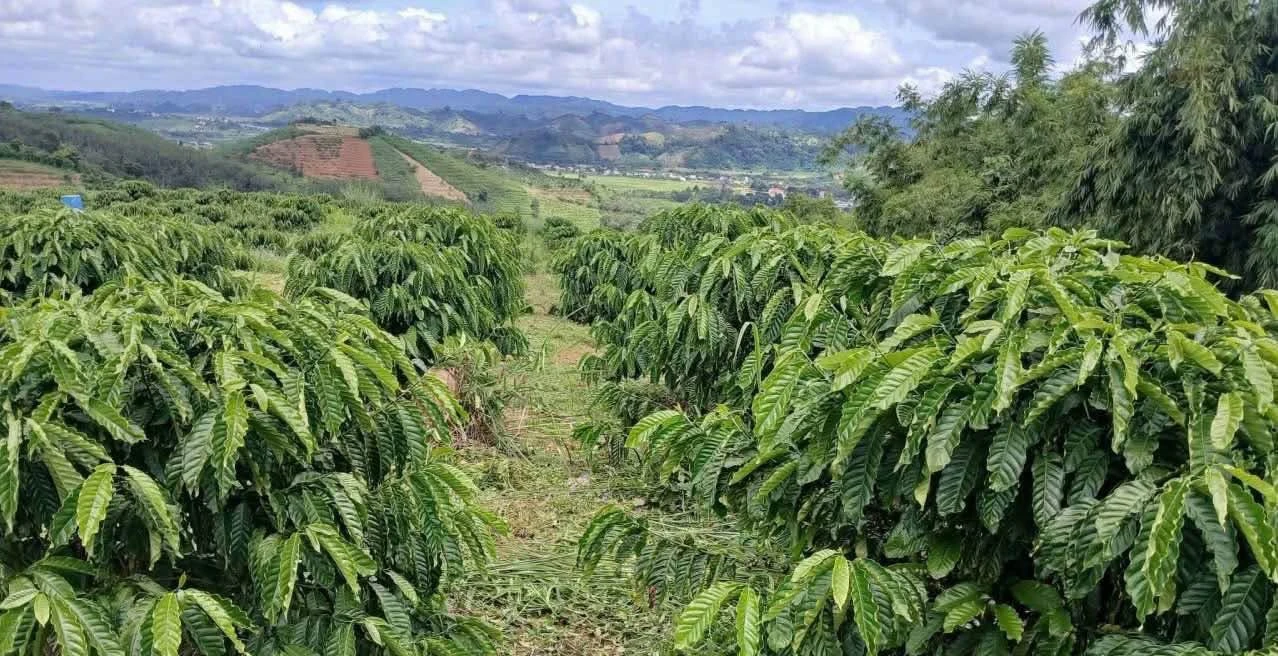 Bán đất nông nghiệp 10 hecta tại Lâm Đồng, 7 tỷ - Ảnh 1
