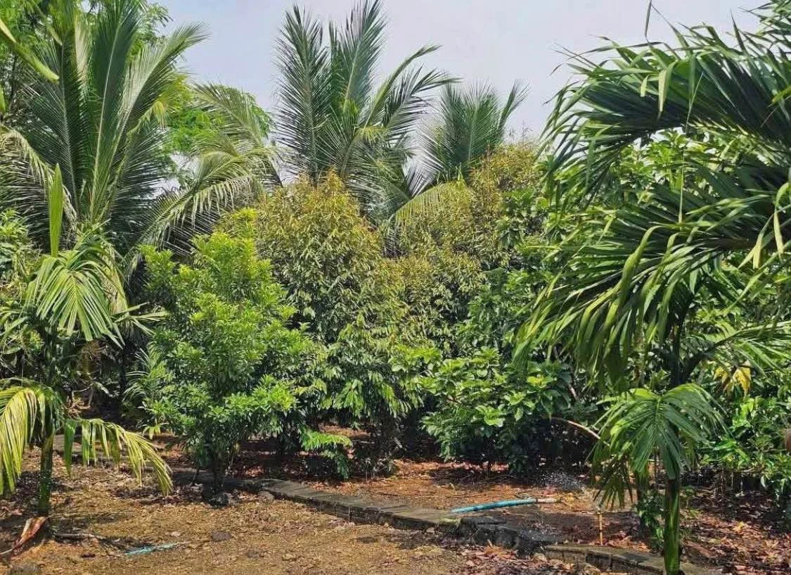 Bán đất 500m² đường Lê A Đồng Nai 8xx triệu - Ảnh thu nhỏ 2