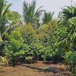 Bán đất 500m² đường Lê A Đồng Nai 8xx triệu - Ảnh thu nhỏ 2