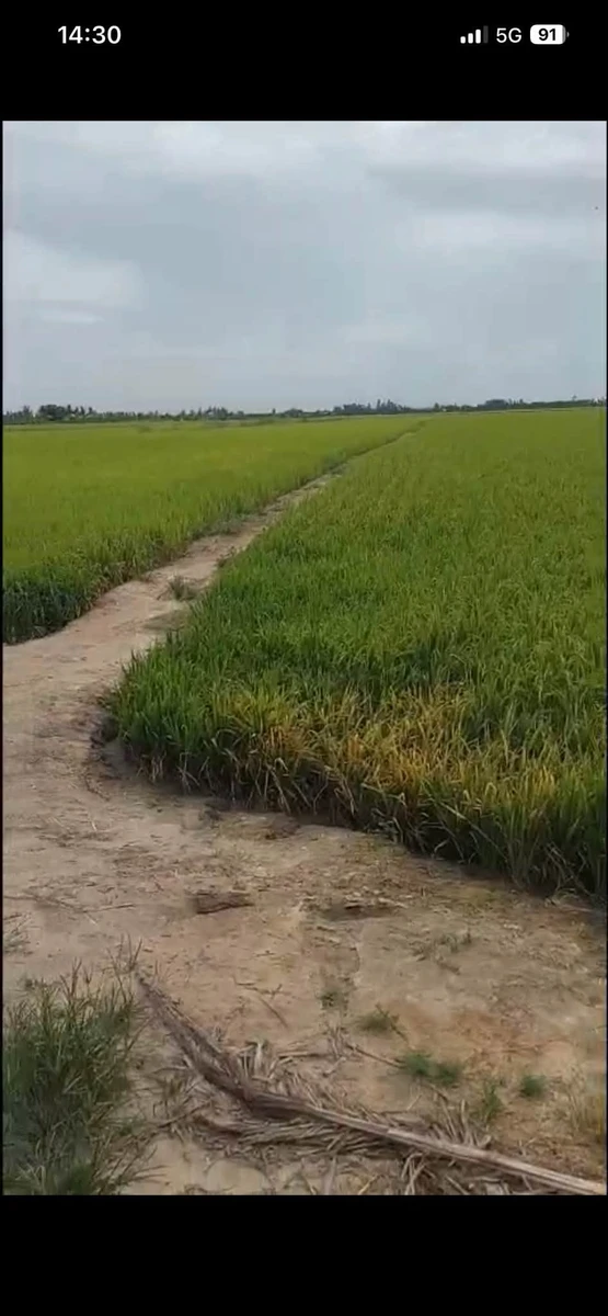 Bán đất ruộng lúa 40 công Phú Hiệp Tam Nông Đồng Tháp - Ảnh thu nhỏ 4