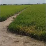 Bán đất ruộng lúa 40 công Phú Hiệp Tam Nông Đồng Tháp - Ảnh thu nhỏ 4