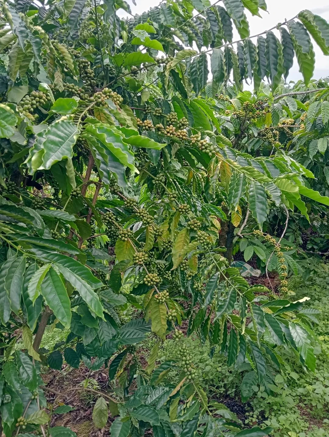 Bán đất rẫy 1,5ha Nam Xuân Cần Giờ giá 2,8 tỷ - Ảnh 1